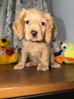 Maya, a female Cocker Spaniel for sale in Durham, CT – 5 of 10