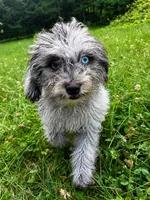 Lilly, a female Cavapoo for sale in Durham, CT – 6 of 10