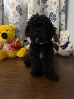 Joe , a male Bichpoo for sale in Durham, CT – 2 of 10