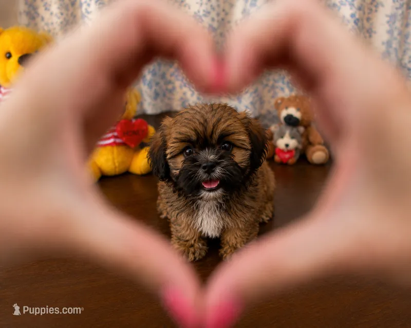 Cindy  – Lhasa Apso puppy for sale in Durham, CT