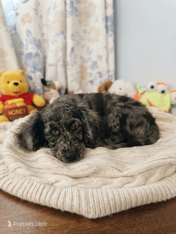 Bobby – Cockapoo puppy for sale in Durham, CT
