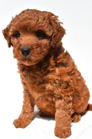 Fern, a female Miniature Goldendoodle for sale in Durham, CT – 9 of 10