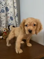 Maya, a female Cocker Spaniel for sale in Durham, CT – 3 of 10