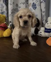 Lu, a female Cocker Spaniel for sale in Durham, CT – 6 of 10