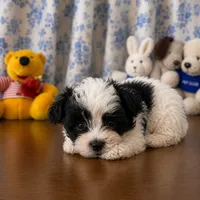 Joe , a male Morkie for sale in Durham, CT – 9 of 10