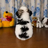 Willy , a male Morkie for sale in Durham, CT – 3 of 10