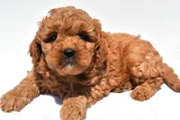 Ellie , a female Miniature Goldendoodle for sale in Durham, CT – 8 of 8