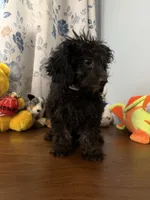 Lu, a female Yorkipoo for sale in Durham, CT – 5 of 10