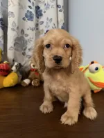 Maya, a female Cocker Spaniel for sale in Durham, CT – 8 of 10