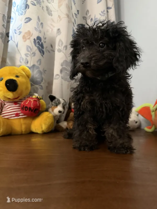 Lu – Yorkipoo puppy for sale in Durham, CT