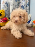 King, a male Bichpoo for sale in Durham, CT – 2 of 10