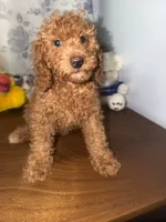 Daisey , a female Miniature Goldendoodle for sale in Durham, CT – 9 of 10