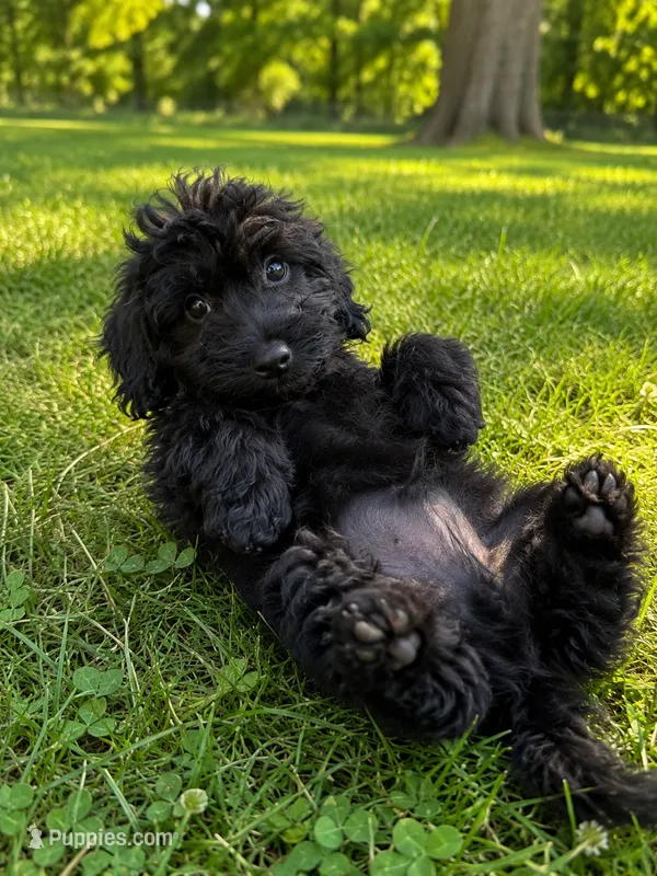 King – Cavapoo puppy for sale in Durham, CT