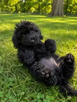 King, a male Cavapoo for sale in Durham, CT – 1 of 10