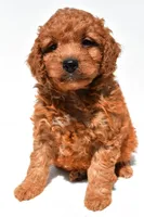 Frankie , a male Miniature Goldendoodle for sale in Durham, CT – 9 of 10