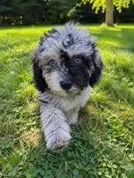 Lu, a female Cavapoo for sale in Durham, CT – 4 of 10