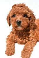 Finley, a female Miniature Goldendoodle for sale in Durham, CT – 3 of 9