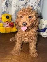 Daisey , a female Miniature Goldendoodle for sale in Durham, CT – 10 of 10