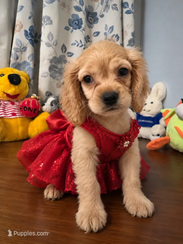 Jess – Cocker Spaniel puppy for sale in Durham, CT