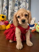 Jess, a female Cocker Spaniel for sale in Durham, CT – 1 of 10