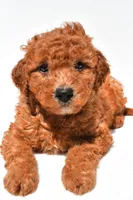 Freddy, a male Miniature Goldendoodle for sale in Durham, CT – 8 of 8
