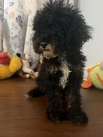 Danny, a male Havapoo for sale in Durham, CT – 10 of 10