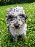 Lilly, a female Cavapoo for sale in Durham, CT – 3 of 10