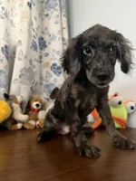 Bobby, a male Cockapoo for sale in Durham, CT – 10 of 10