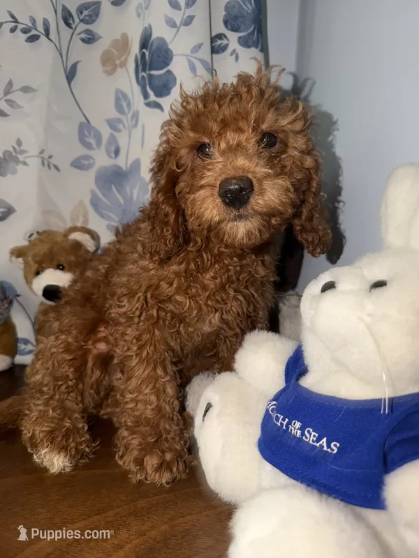 Daisey  – Miniature Goldendoodle puppy for sale in Durham, CT