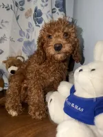 Daisey , a female Miniature Goldendoodle for sale in Durham, CT – 1 of 10