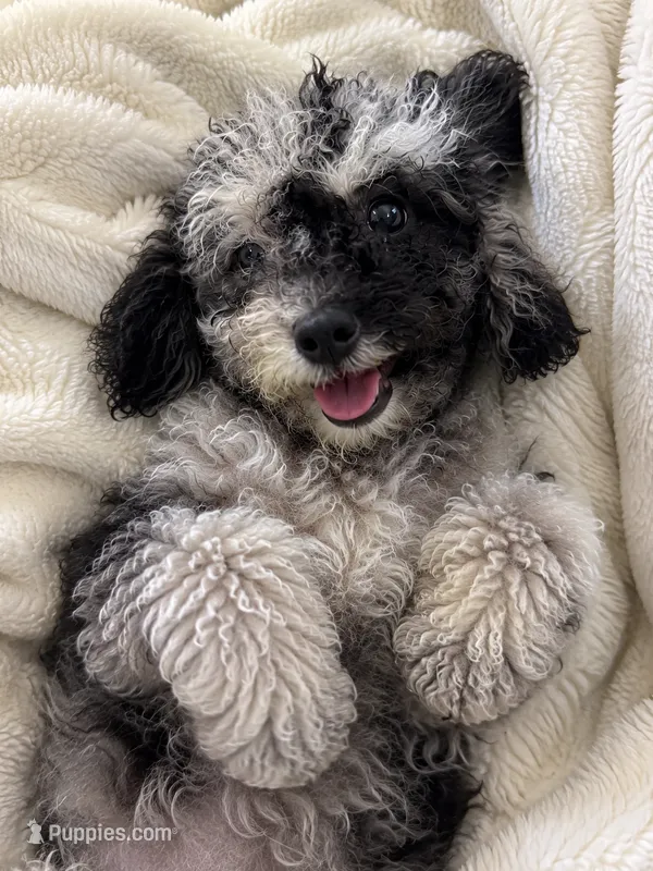 Lu – Cavapoo puppy for sale in Durham, CT