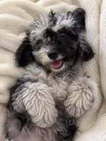 Lu, a female Cavapoo for sale in Durham, CT – 1 of 10