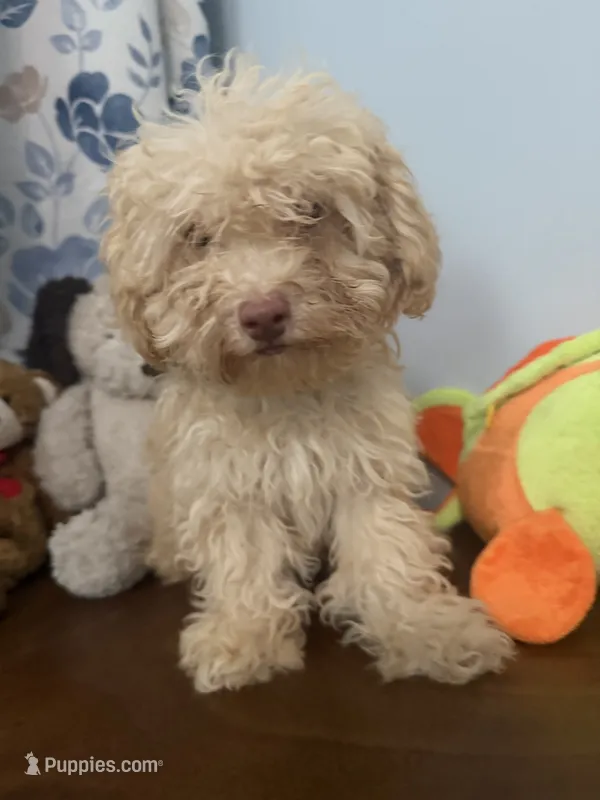 Jena  – Bichpoo puppy for sale in Durham, CT