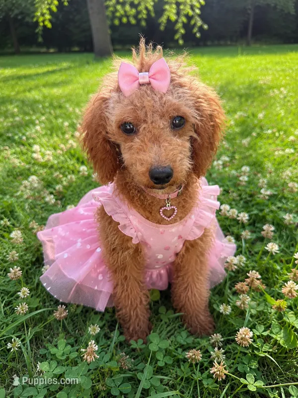 Fern – Miniature Goldendoodle puppy for sale in Durham, CT