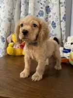 Maya, a female Cocker Spaniel for sale in Durham, CT – 6 of 10