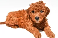 Freddy, a male Miniature Goldendoodle for sale in Durham, CT – 6 of 8