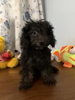 Lu, a female Yorkipoo for sale in Durham, CT – 8 of 10