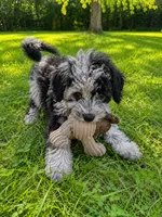 Lee, a male Cavapoo for sale in Durham, CT – 6 of 10