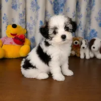 Willy , a male Morkie for sale in Durham, CT – 6 of 10
