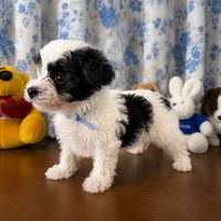 Joe , a male Morkie for sale in Durham, CT – 4 of 10