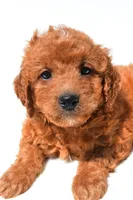 Fawn, a female Miniature Goldendoodle for sale in Durham, CT – 4 of 9