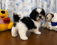 Bingo, a male Shih Tzu for sale in Durham, CT – 3 of 10