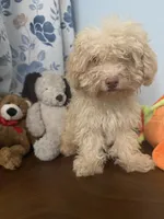 Jena , a female Bichpoo for sale in Durham, CT – 3 of 10