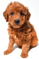 Fawn, a female Miniature Goldendoodle for sale in Durham, CT – 2 of 9
