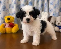 Joe , a male Morkie for sale in Durham, CT – 7 of 10