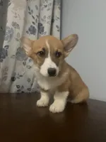 Pete, a male Pembroke Welsh Corgi for sale in Durham, CT – Photo 1 of 10