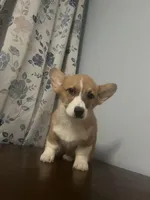 Pete, a male Pembroke Welsh Corgi for sale in Durham, CT – Photo 6 of 10