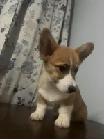 Pete, a male Pembroke Welsh Corgi for sale in Durham, CT – Photo 8 of 10