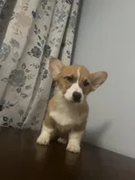 Pete, a male Pembroke Welsh Corgi for sale in Durham, CT – Photo 4 of 10