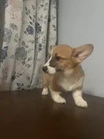 Pete, a male Pembroke Welsh Corgi for sale in Durham, CT – Photo 10 of 10